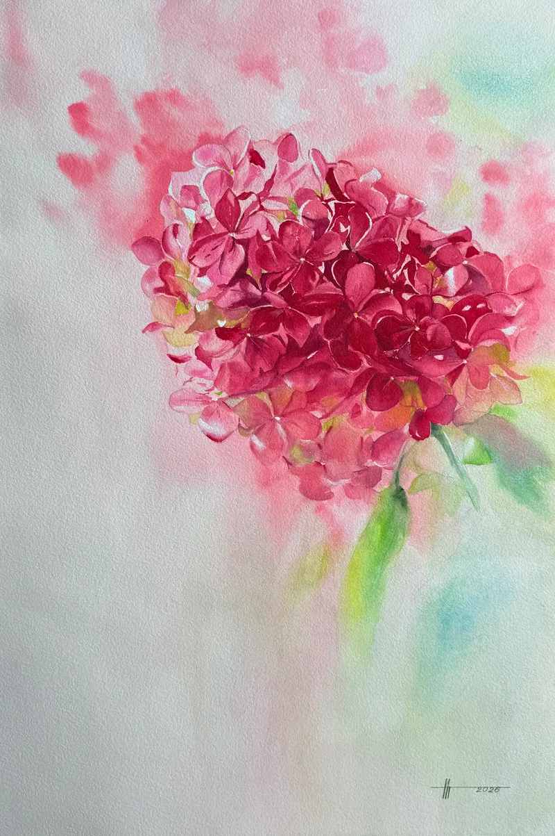 Hydrangea