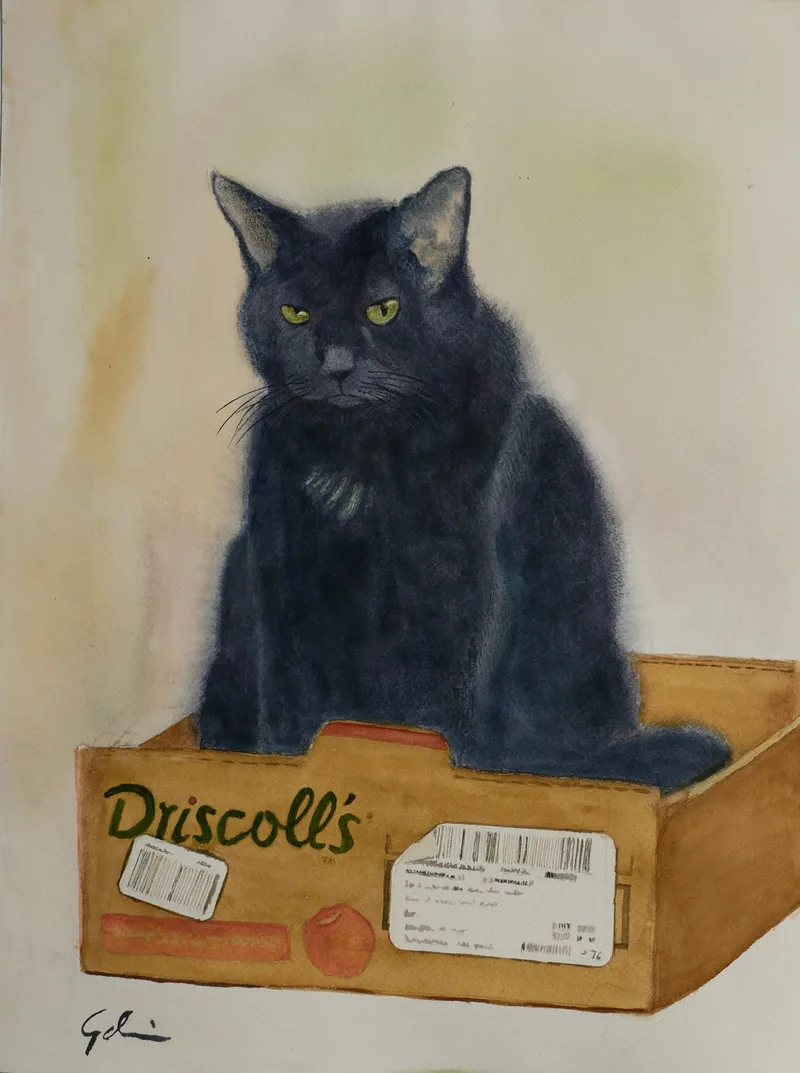 Las cajas fueron hechas para los gatos
