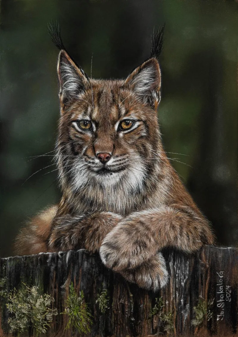 Queen of the Forest