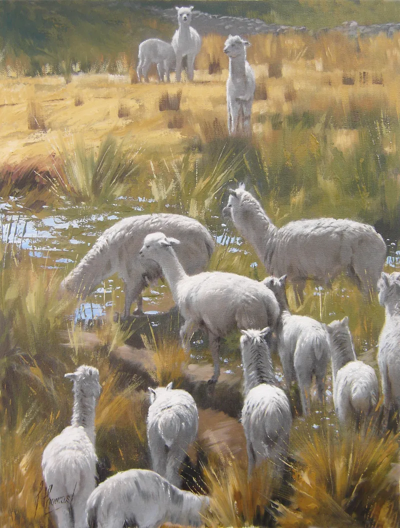 Alpacas, Cusco, Perú