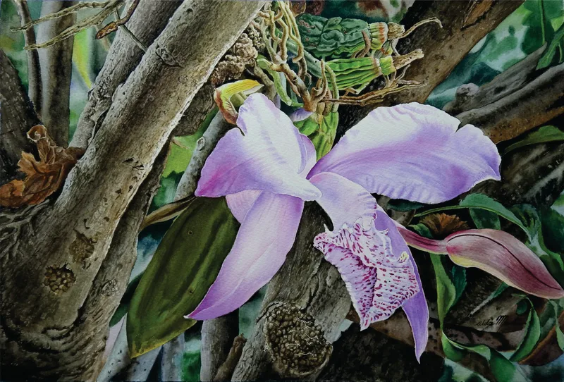 Orquidea