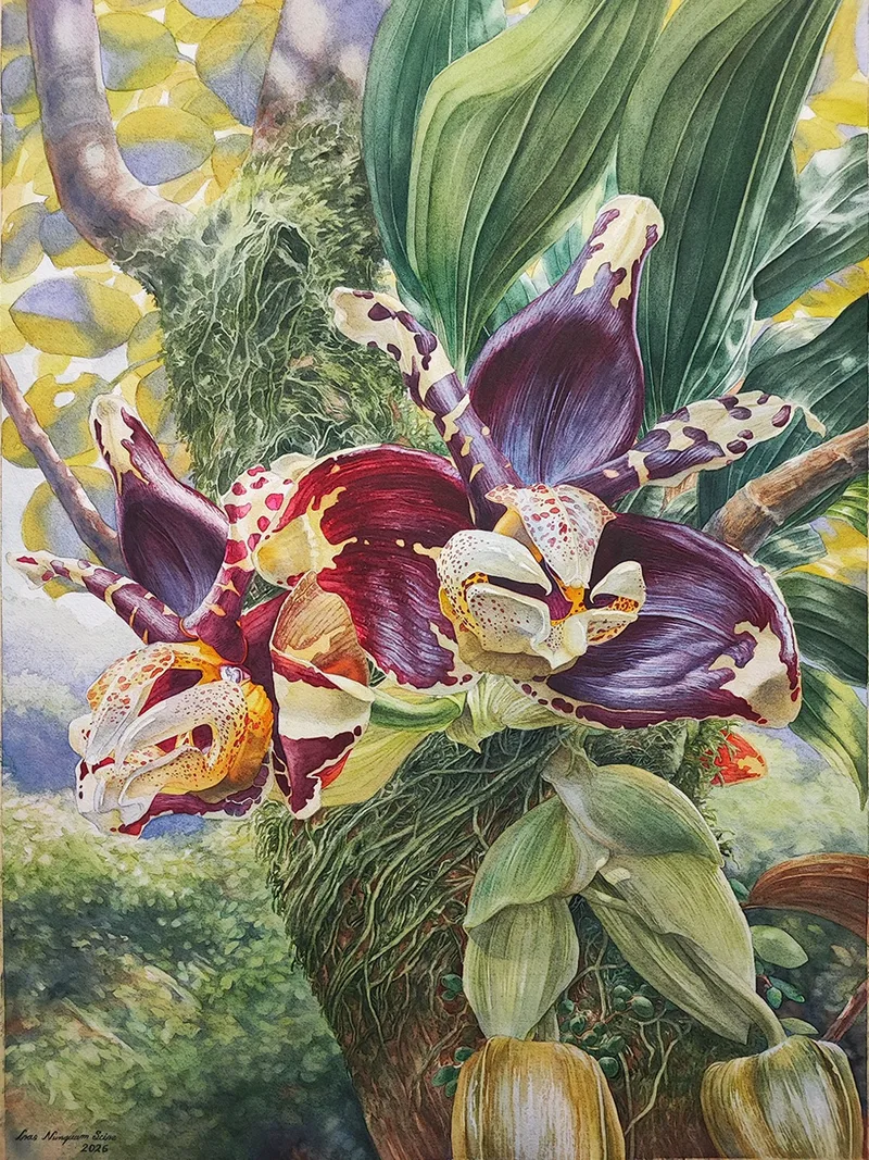 Stanhopea tigrina I