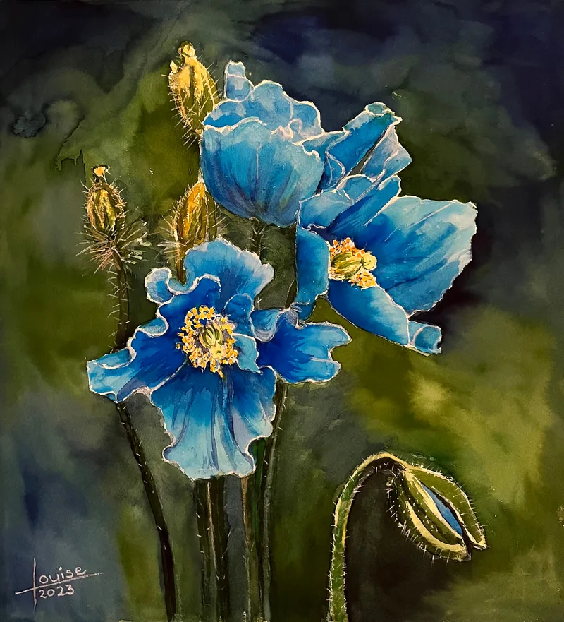 Amapolas del Himalaya