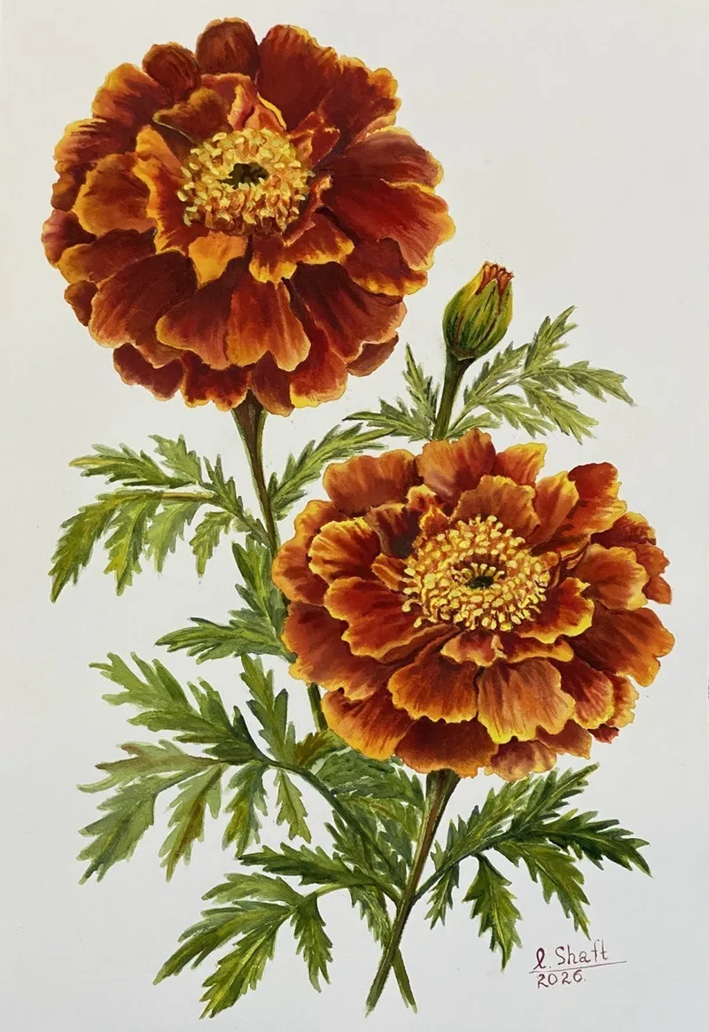Marigolds Are The Energy Of Life